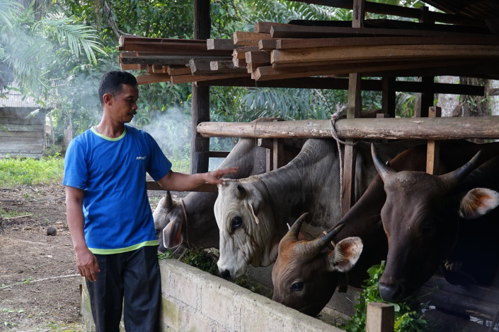 Peternak Kampar Sukses dari Bantuan Sapi