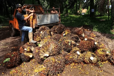 Harga TBS Riau Turun, Kernel Anjlok