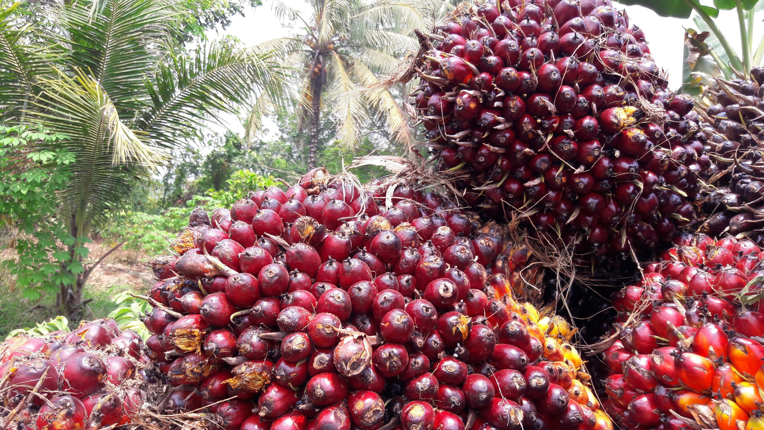 Harga TBS Kelapa Sawit Riau Melonjak