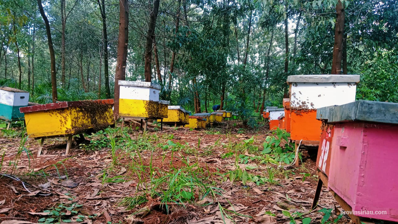 Desa di Riau Cetak Omset Fantastis Rp 900 Juta dari “Emas Cair”